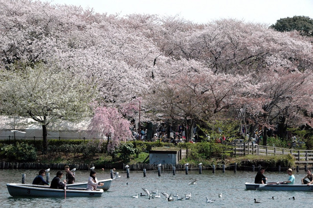 洗足池公園 桜 東京観光 春夏秋冬