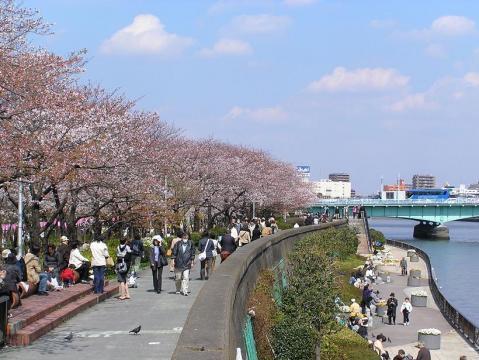 隅田公園 桜: 東京観光 春夏秋冬